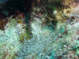 Yellowline Arrow Crab, and Pederson Shrimp IMG 7693